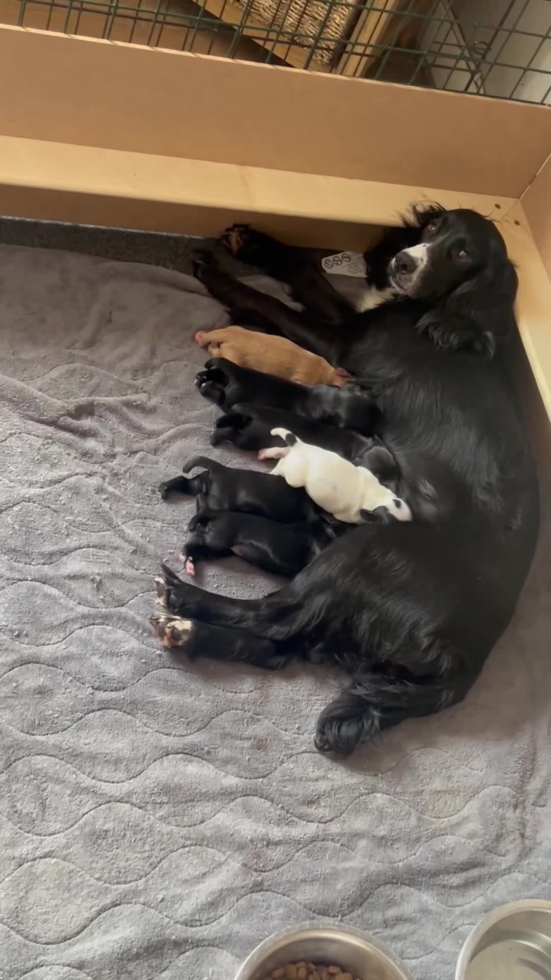 Cocker Spaniel dogs for sale: KC registered working cocker spaniels  - Video 2