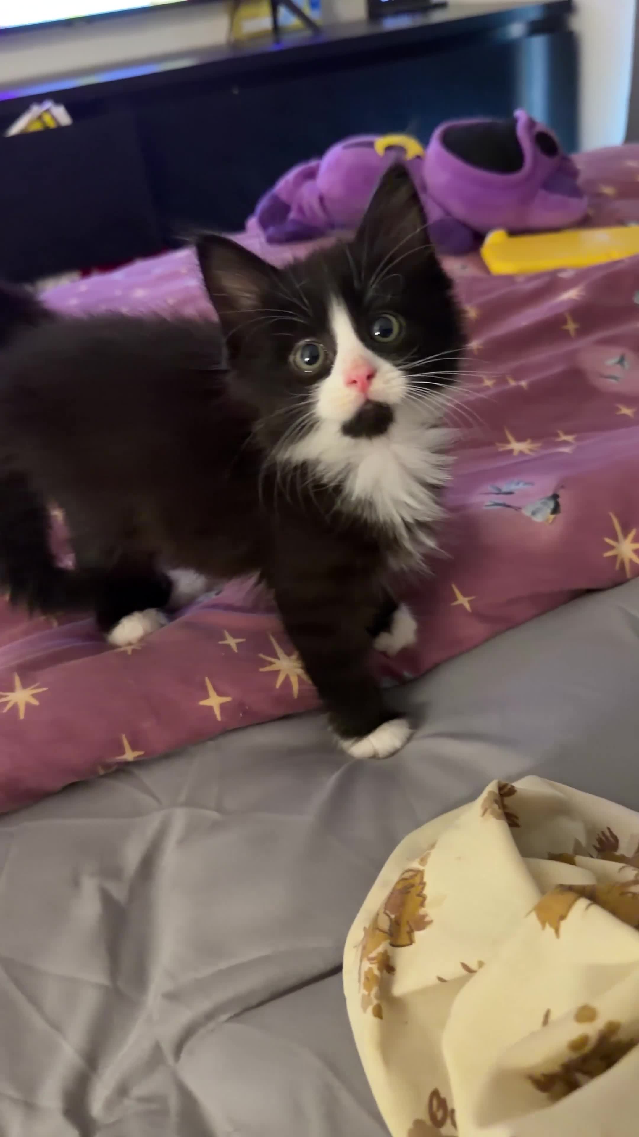 Mixed Breed cats for sale: Two beautiful kittens looking homes 🐾🤍 - Video 2
