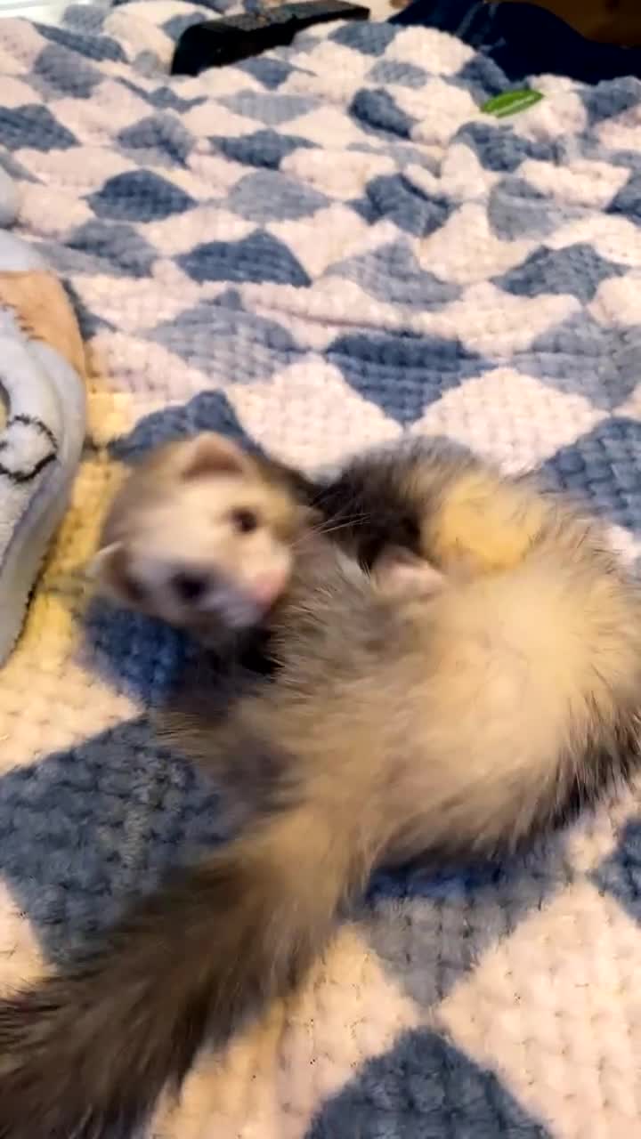 Ferret rodents for sale: (STILL AVALIABLE) Two hobs for rehoming. - Video 5