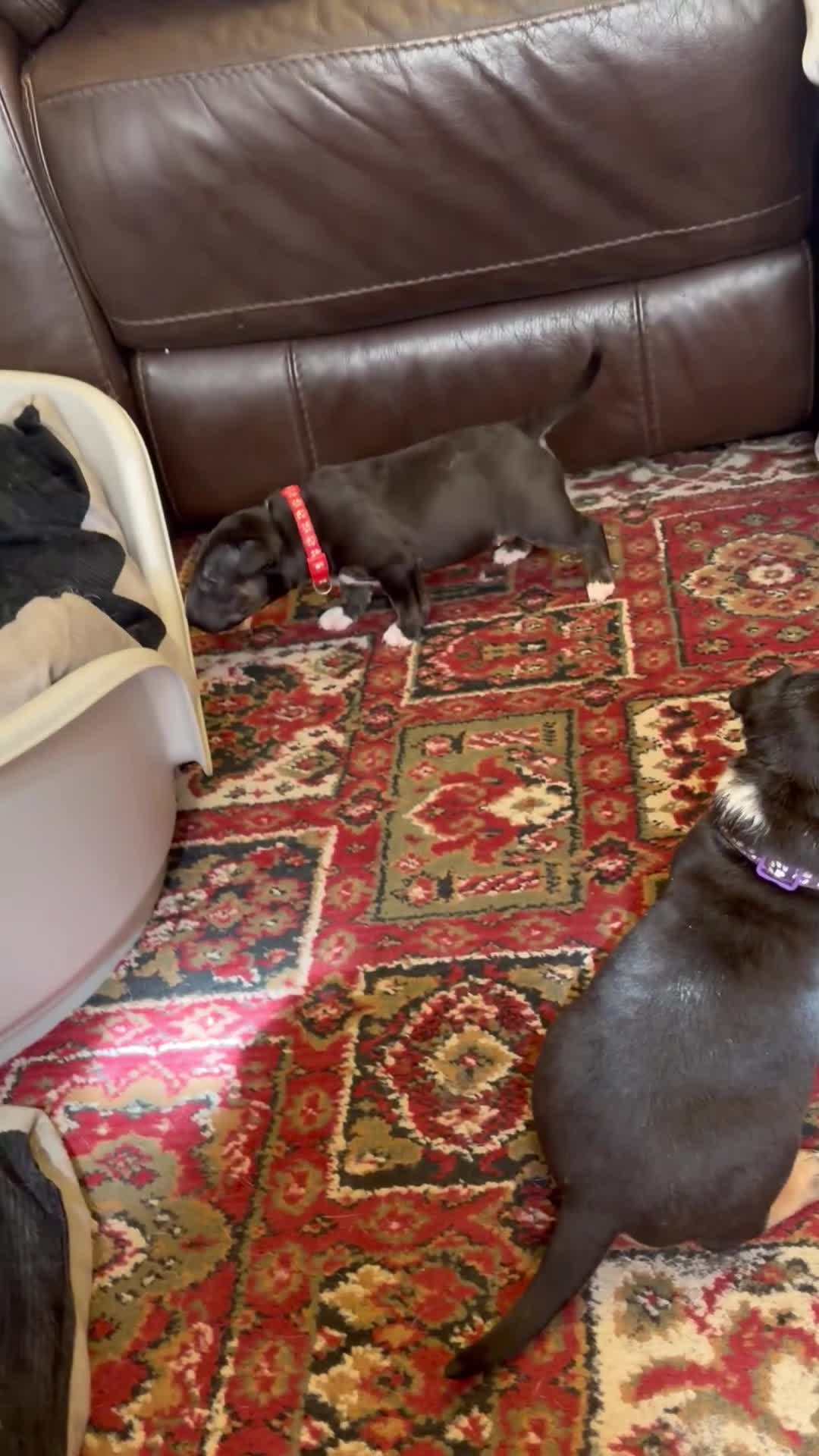 Bull Terrier dogs for sale: Beautiful puppy looking for forever home  - Video 2