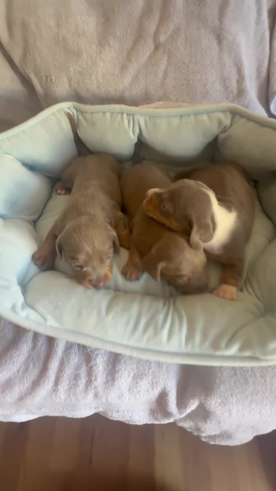 Miniature Dachshund dogs for sale: Miniature dachshund puppy’s  - Video 4