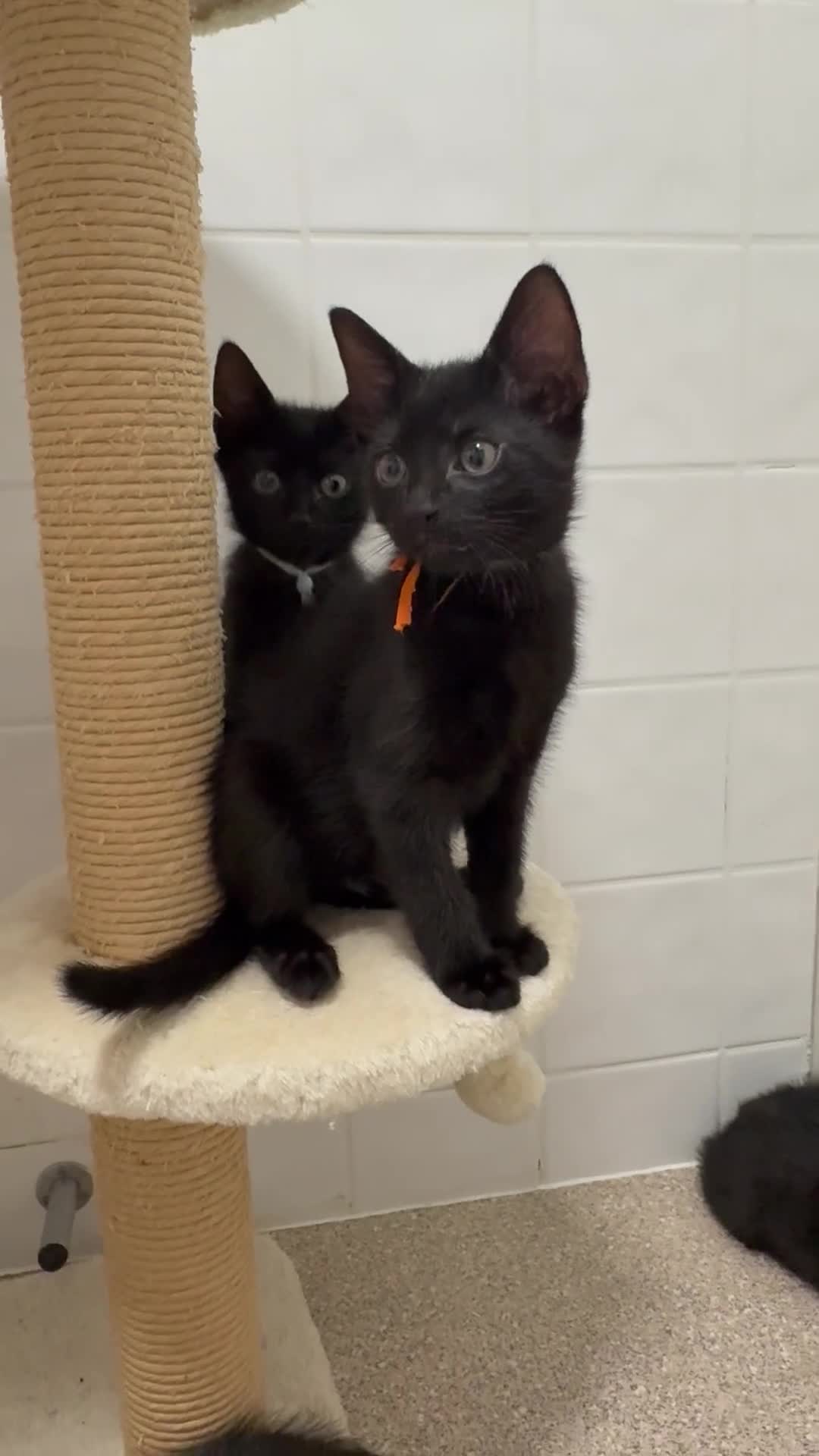 Domestic Shorthair cats for sale: 4 adorable kittens looking for new homes - Video 1