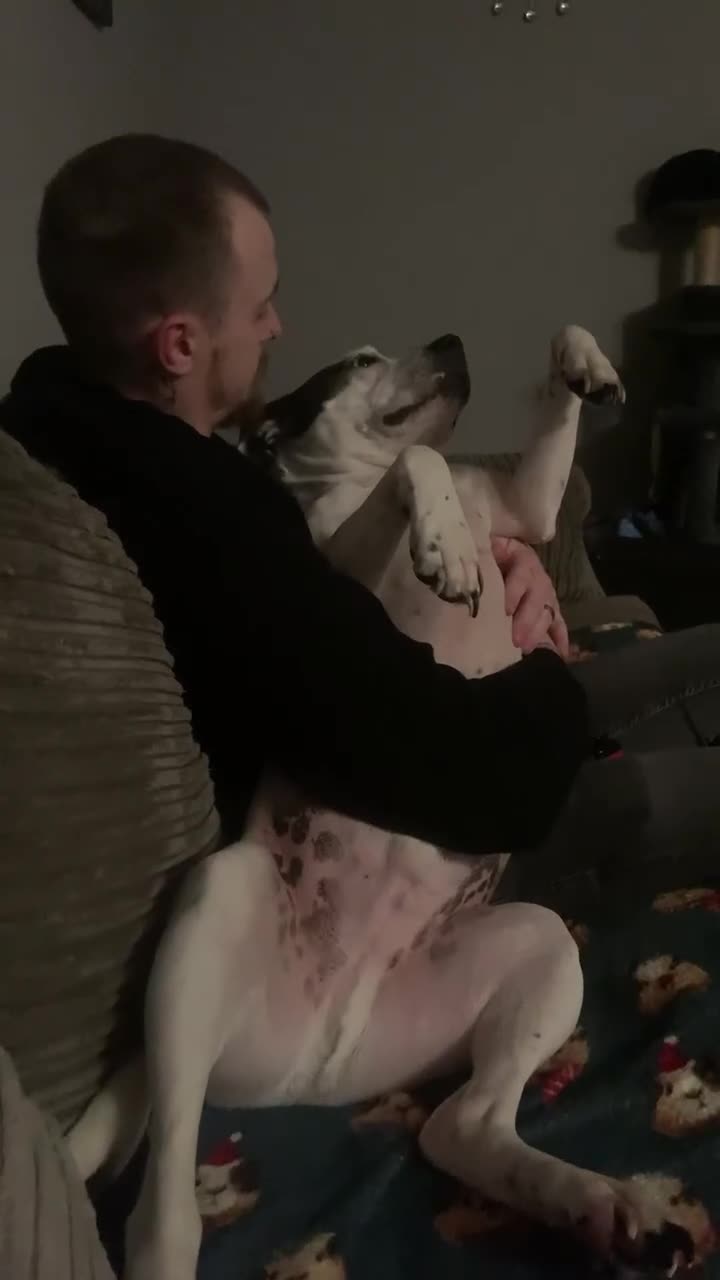 Mixed Breed dogs for sale: Staffy cross Dalmatian  - Video 1