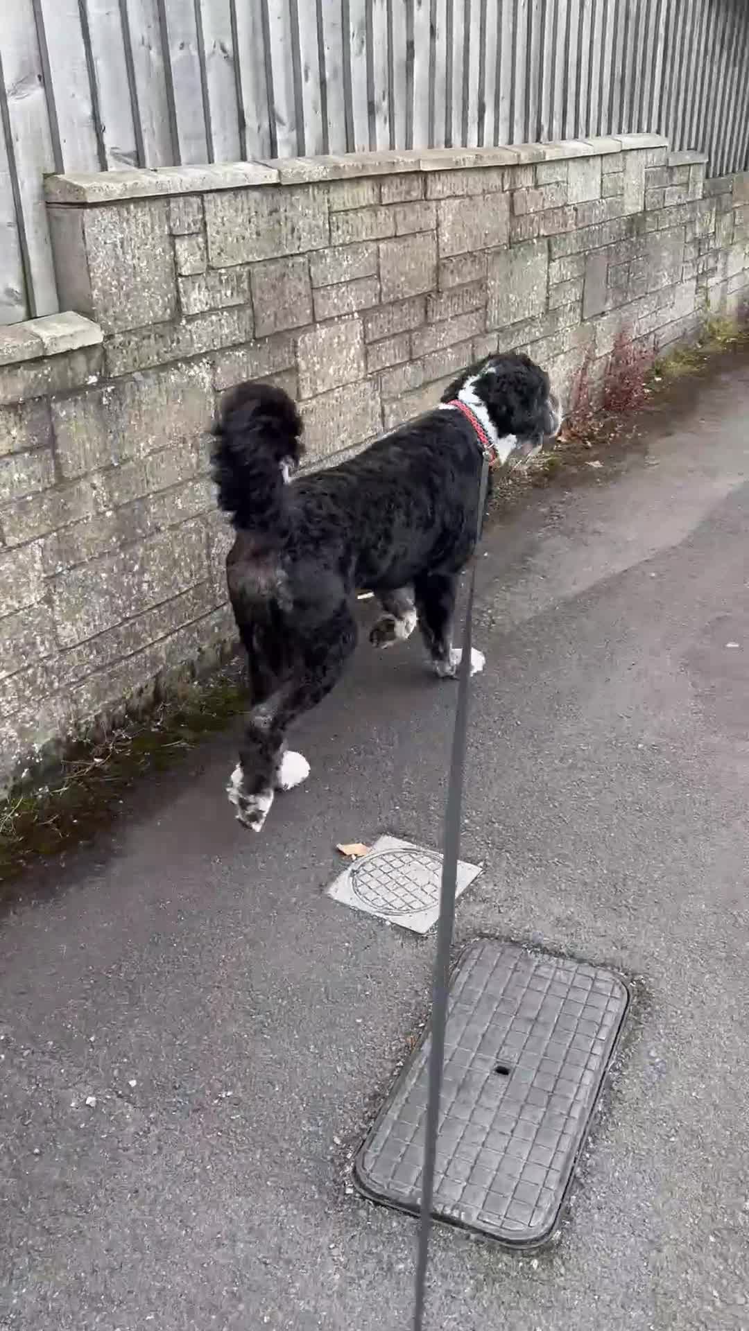 Bernedoodle dogs for sale: 2 yr old male Bernedoodle (Collin)  - Video 1