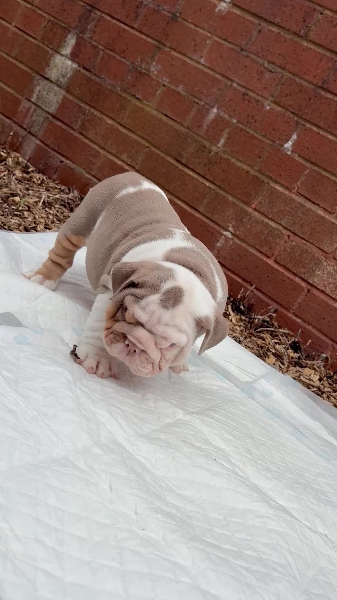 English Bulldog dogs for sale: Mr muscles pup 7 weeks old ready to go 28th  - Video 2