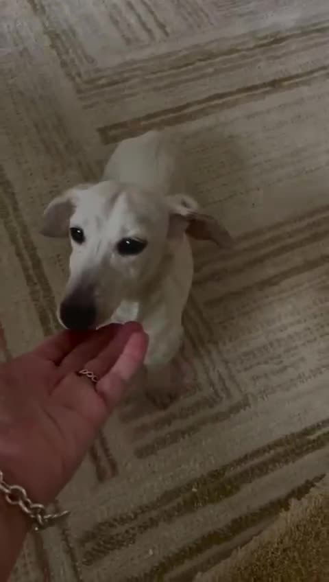 Miniature Dachshund dogs for sale: Minature cream Daschund boy  - Video 1