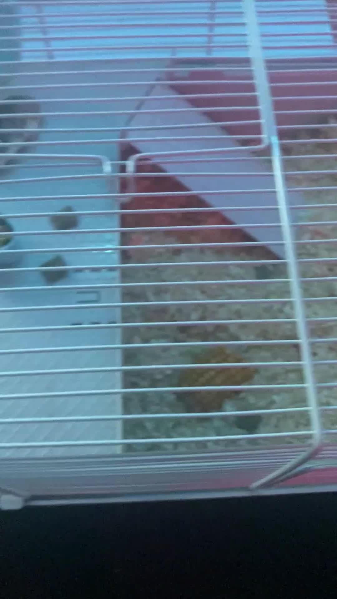 Hamster rodents for sale: China dwarf hamster in Motherwell - Video 2