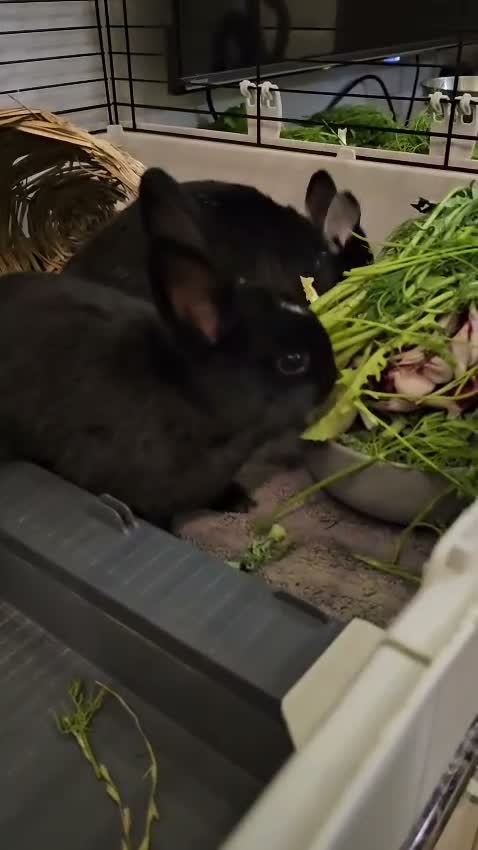 Netherland Dwarf rabbits for sale: *AVAILABLE* Purebred Netherland Dwarf Doe - Video 4