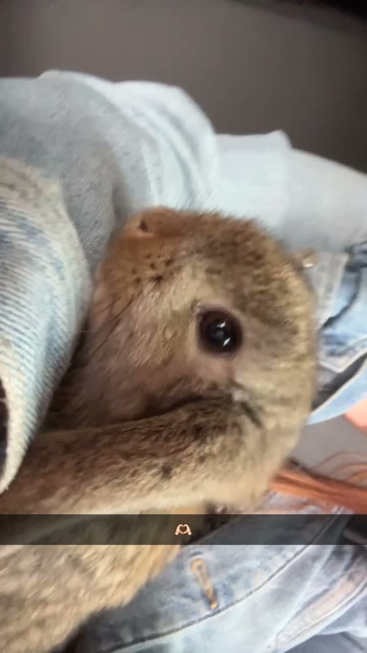 Mini Lop rabbits for sale: Male mini lop ear available  - Video 1
