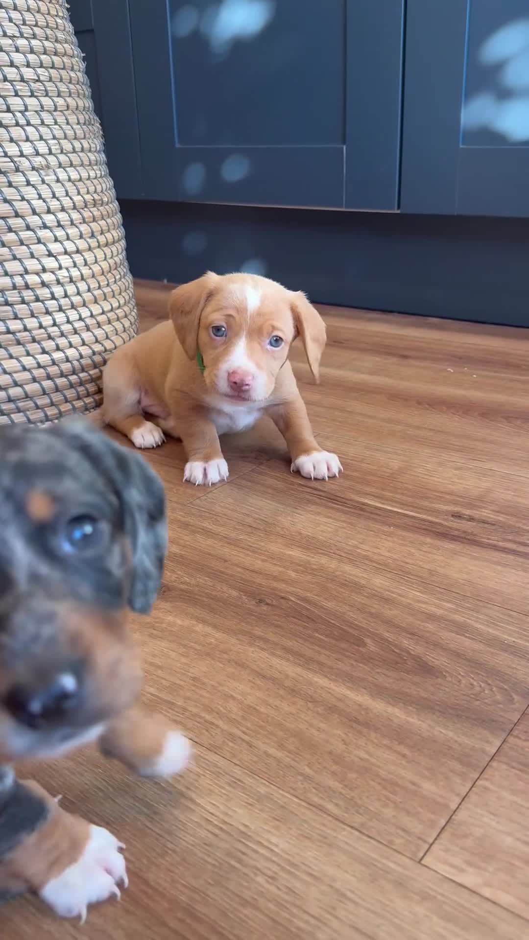 Mixed Breed dogs for sale: Adorable doxiepoo puppies 🥰 - Video 1