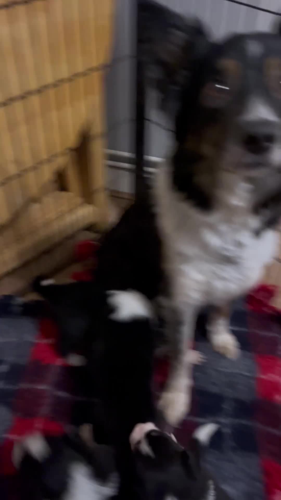 Border Collie dogs for sale: Pure Bred Border Collie Puppies - Video 4