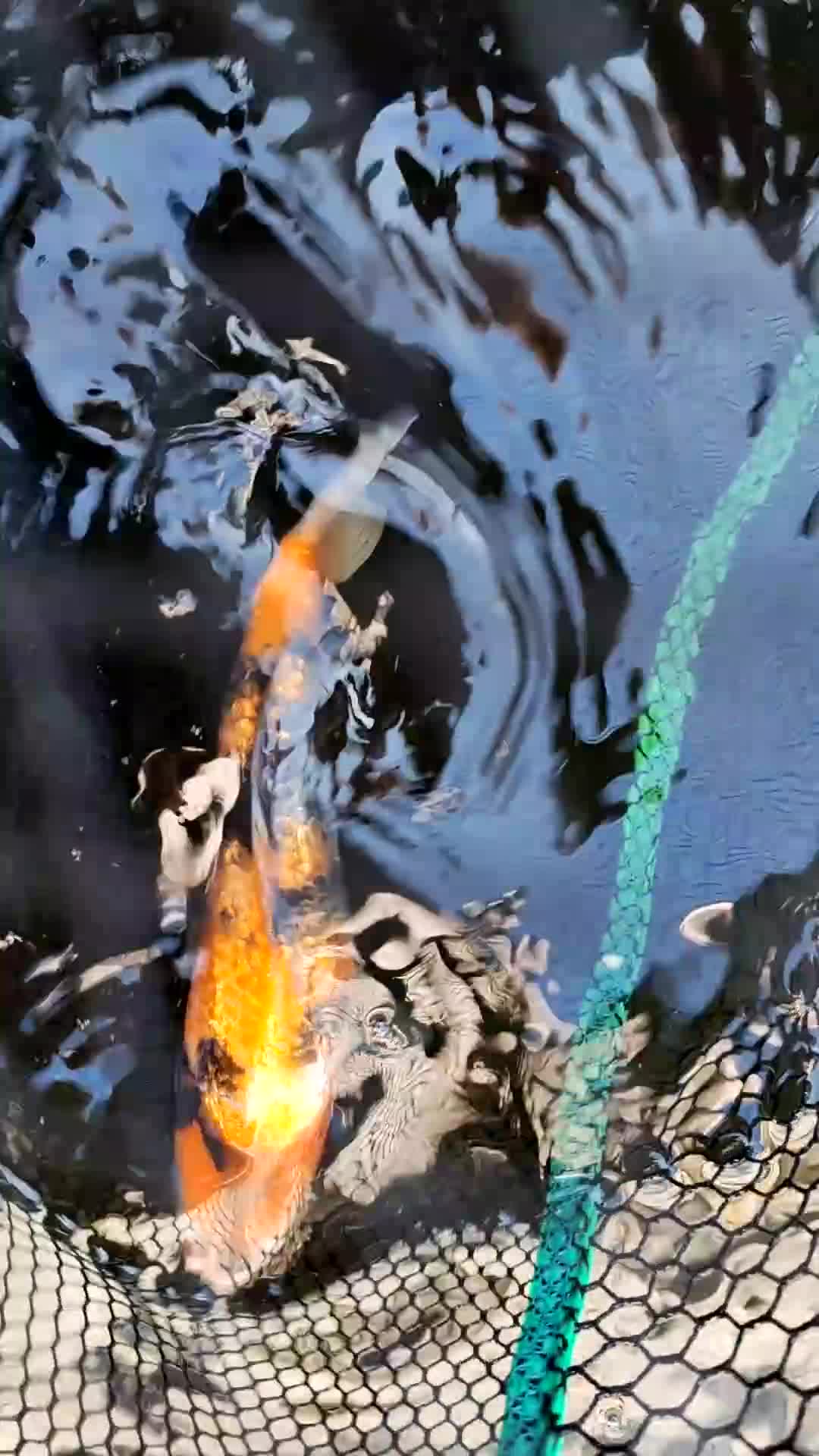 Koi Carp fish for sale: KOI FOR SALE - Video 1