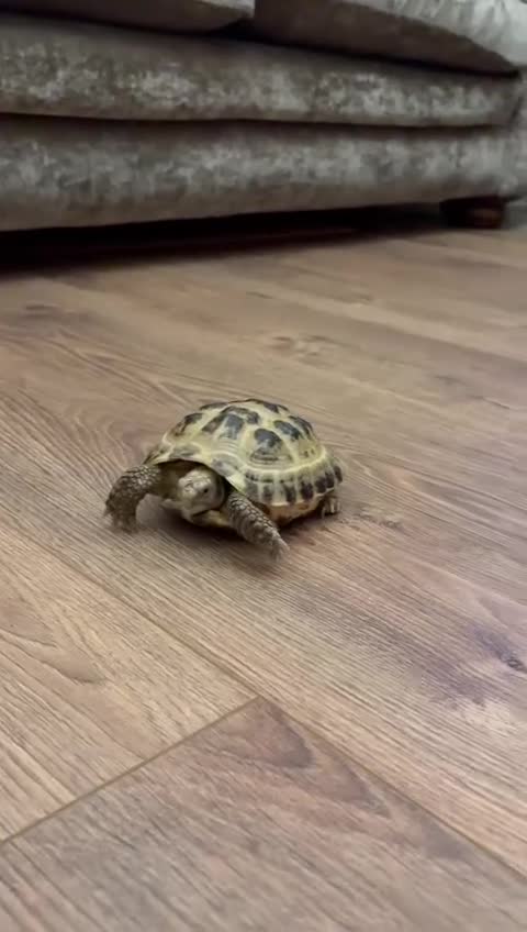 Tortoise reptiles for sale: Horsfield tortoise and set up in Oldham - Video 1