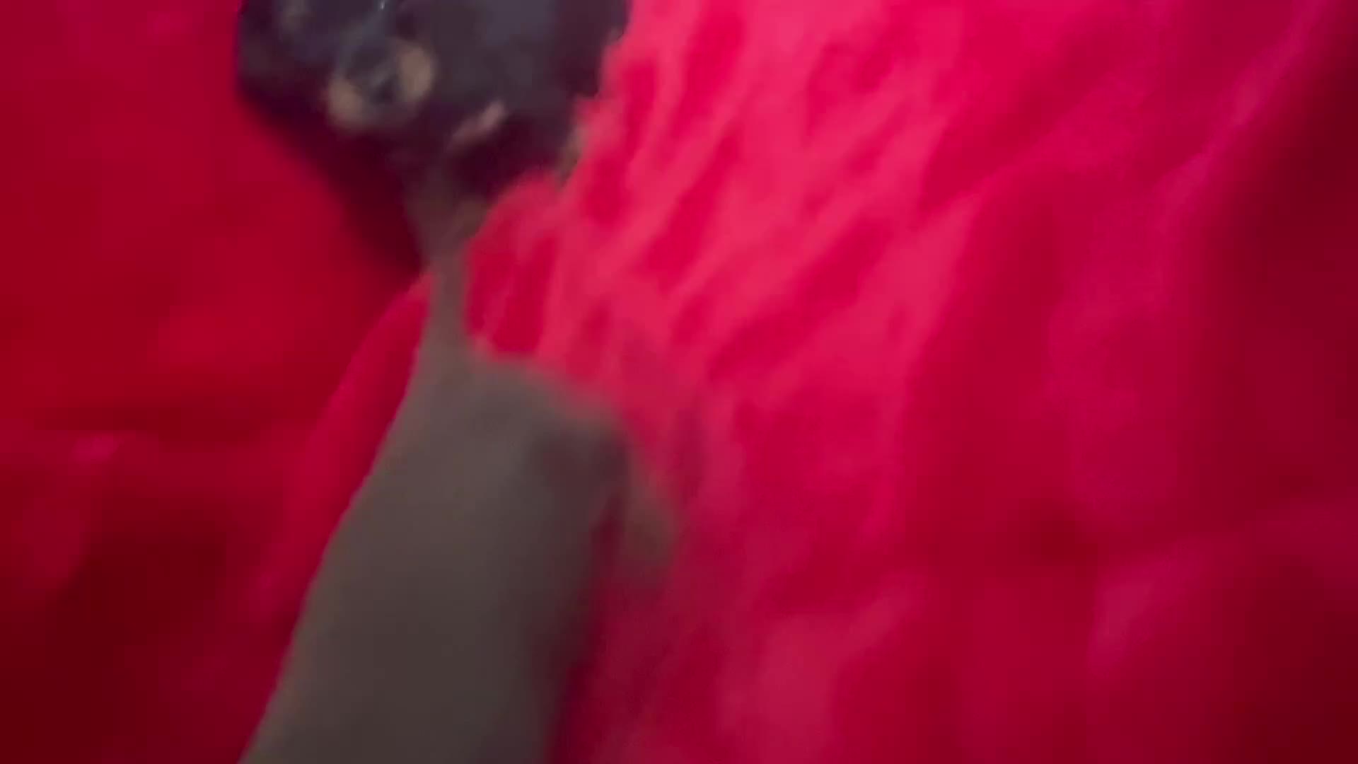 Miniature Dachshund dogs for sale: 3 Mini Minature Dachshunds - Video 1