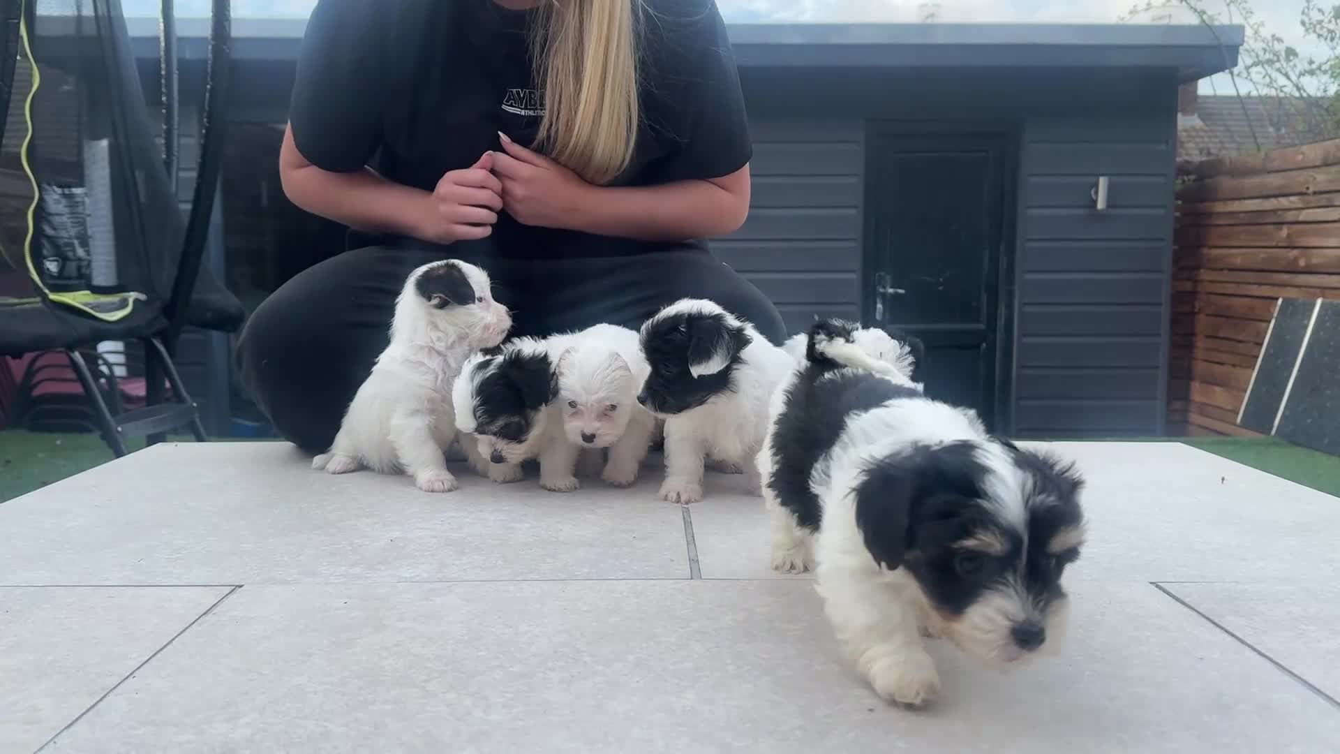 Yorkiepoo dogs for sale: Gorgeous litter of yorkiepoo’s - Video 1