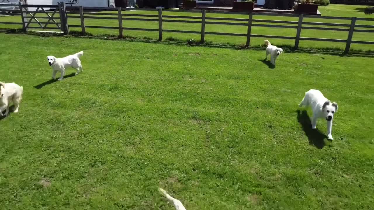 Miniature Poodle dogs for stud: KC health tested dog via POLICE K9 behaviourist - Video 1