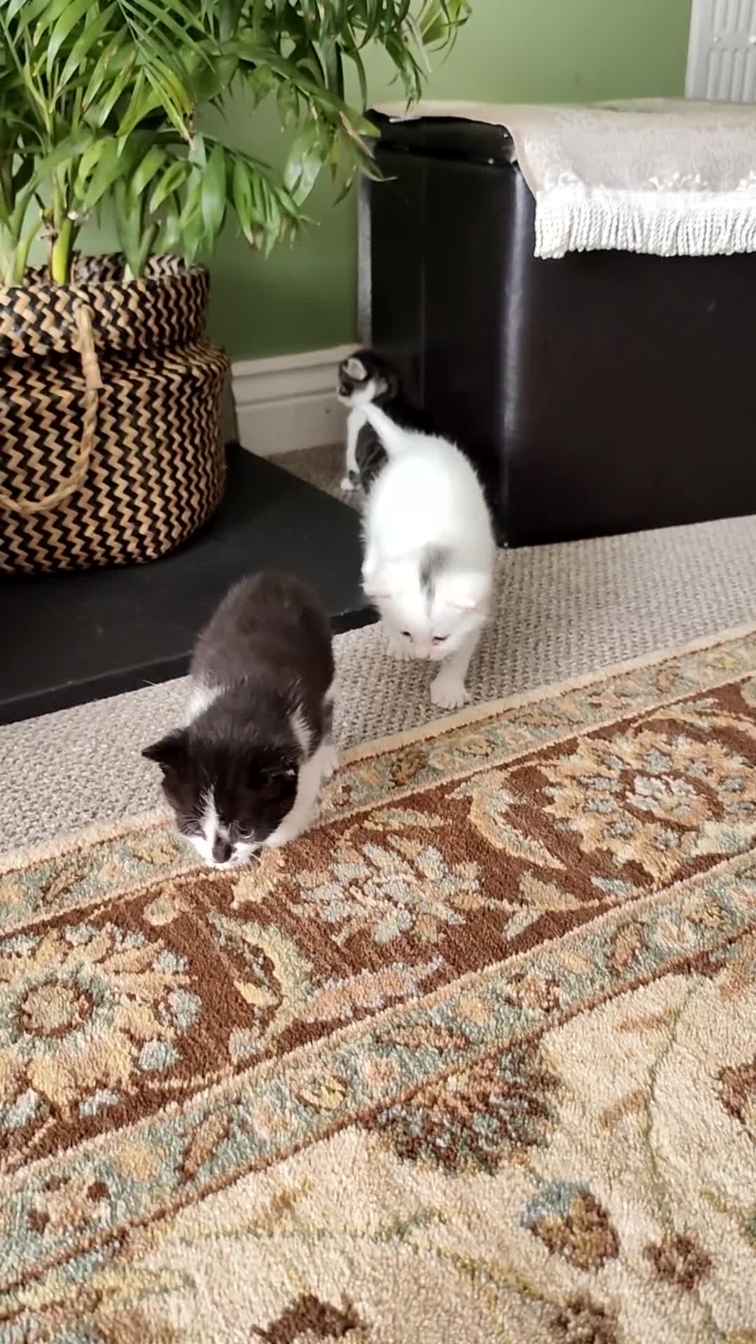 Turkish Angora cats for sale: Turkish Angora kittens for sale - Video 1