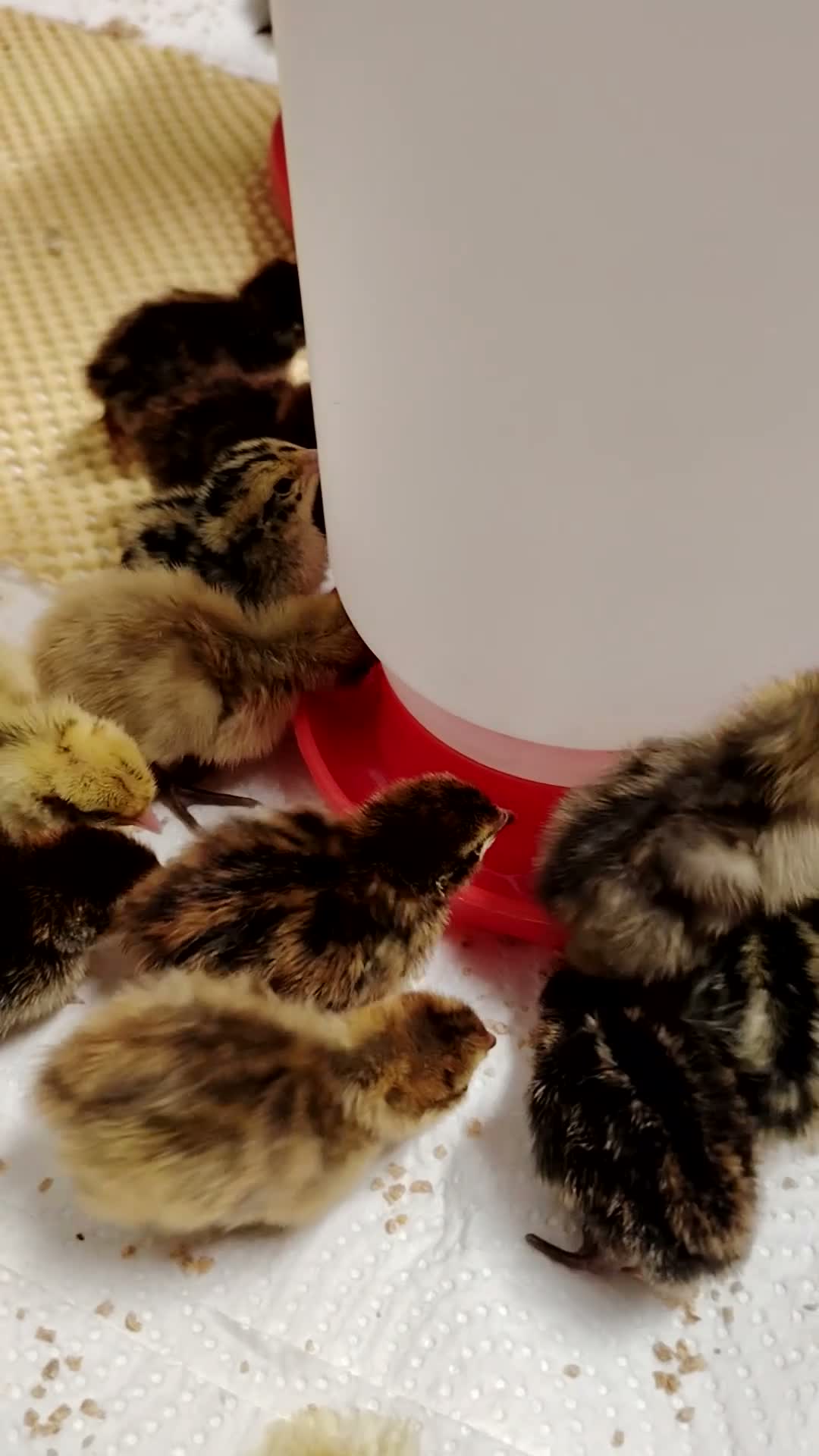 Quail poultry for sale: 🐣Quail Chicks-Reservations Available Once Sexed - Video 2