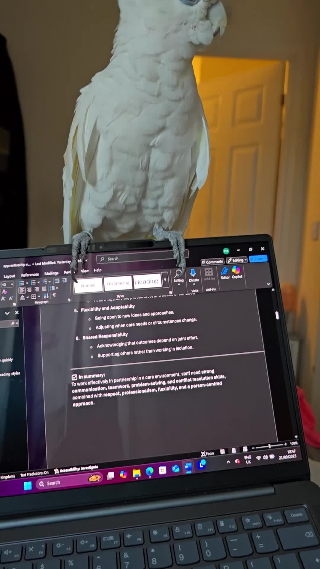 Cockatoo birds for sale: Cockatoo - Video 2