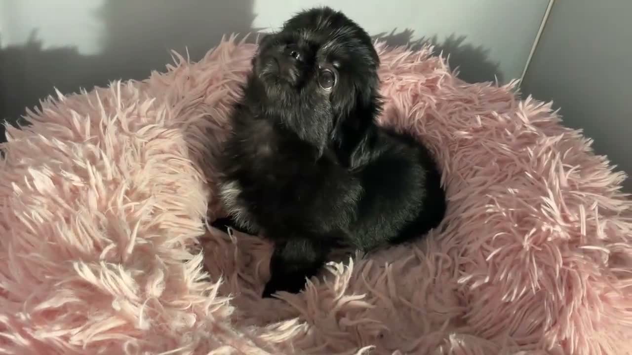 Mixed Breed dogs for sale: ADORABLE SHIH TZU/CHIHUAHUA - Video 2