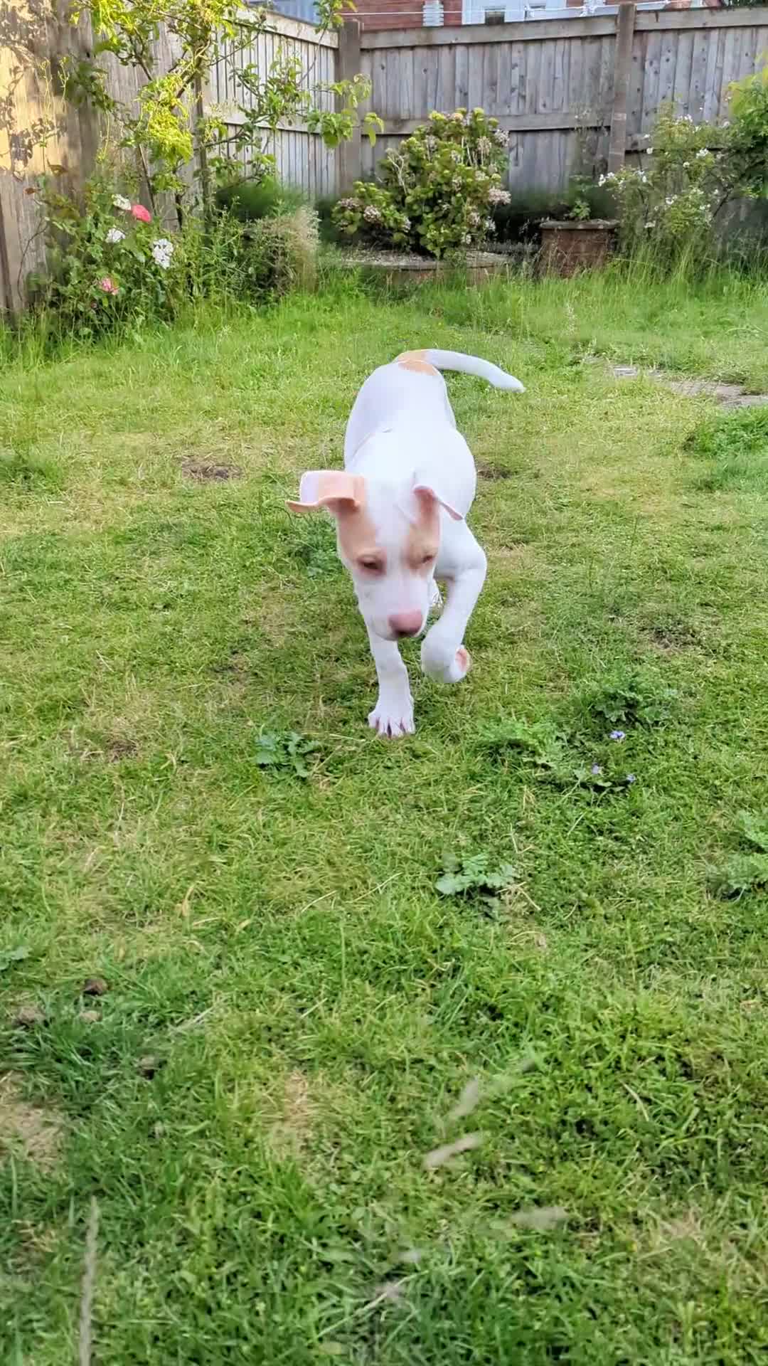 American Bulldog dogs for sale: Female American Bulldog x Staffy for Sale - Video 2