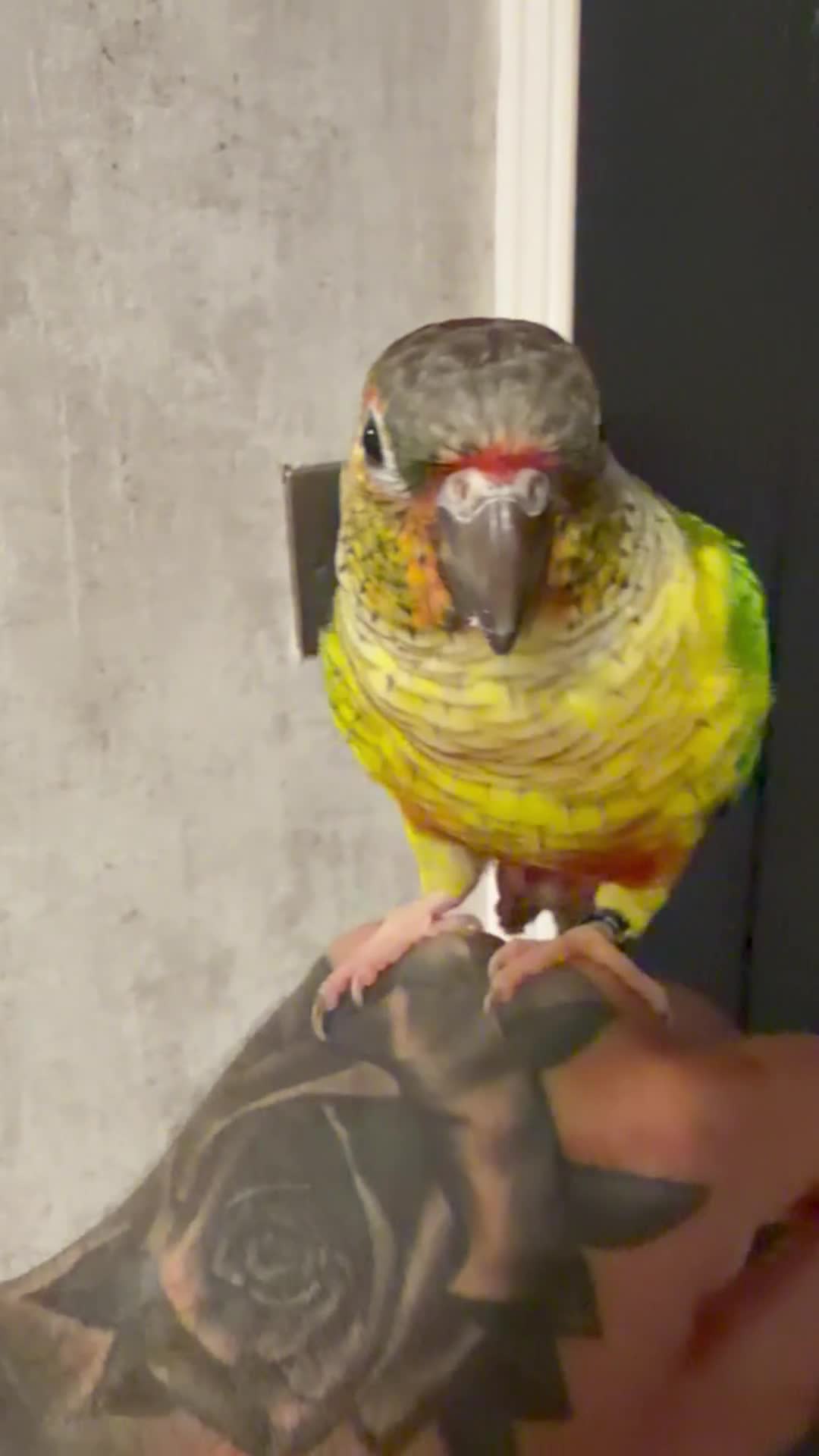 Conures birds for sale: Hand-reared Yellow sided Conure  - Video 1