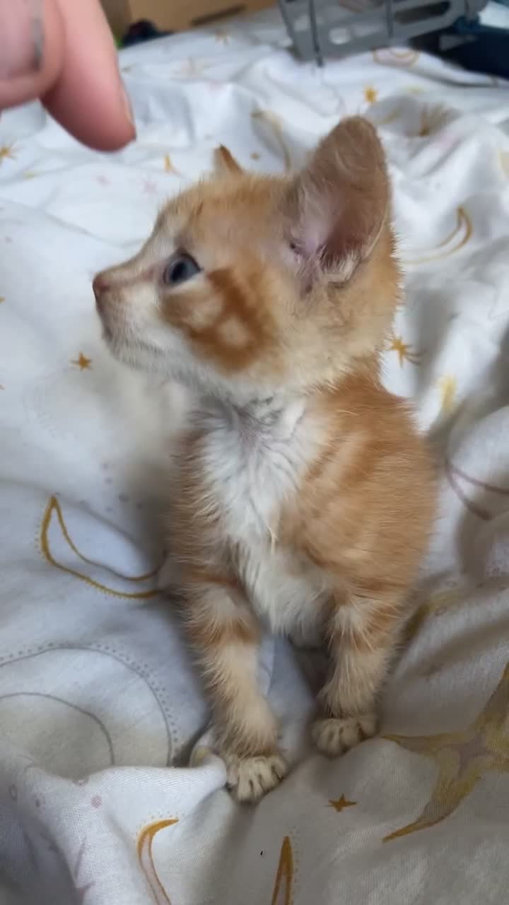 Mixed Breed cats for sale: Benji (11 week old kitten) - Video 2
