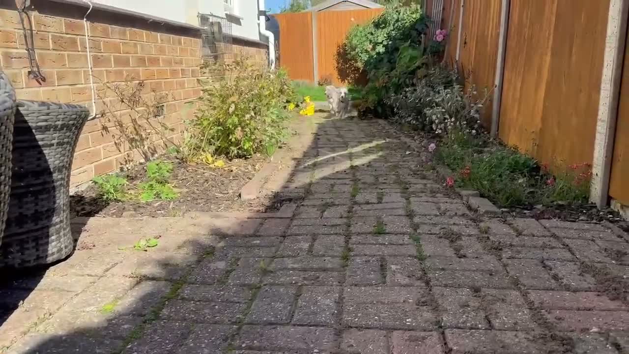 Whippet dogs for sale: KC whippet puppies  - Video 2