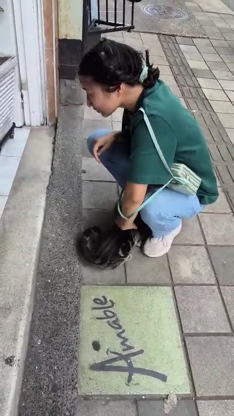 Cavalier King Charles Spaniel dogs for sale: KC Cavalier Puppies Genetically Clear  - Video 1