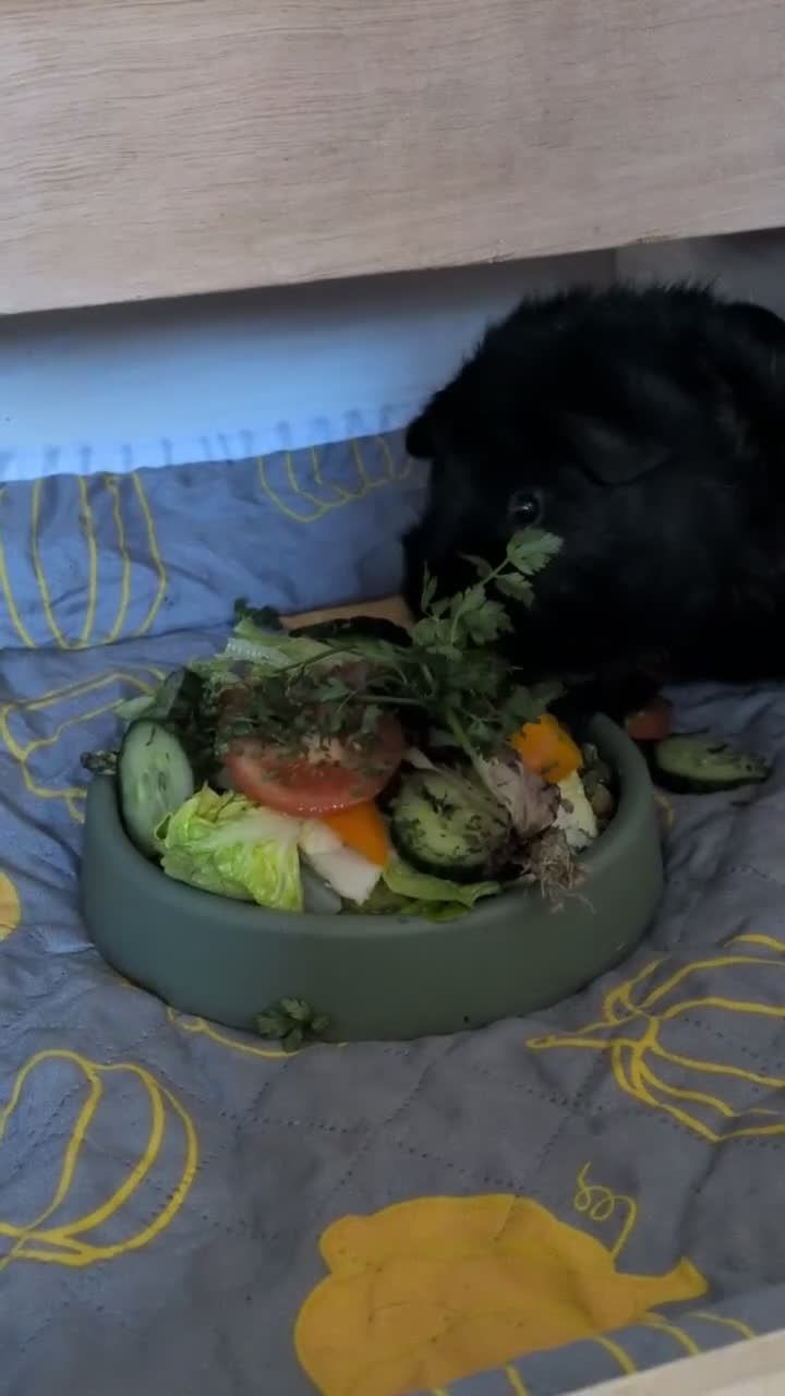 Guinea Pig rodents for sale: Bueno and Oreo  - Video 1