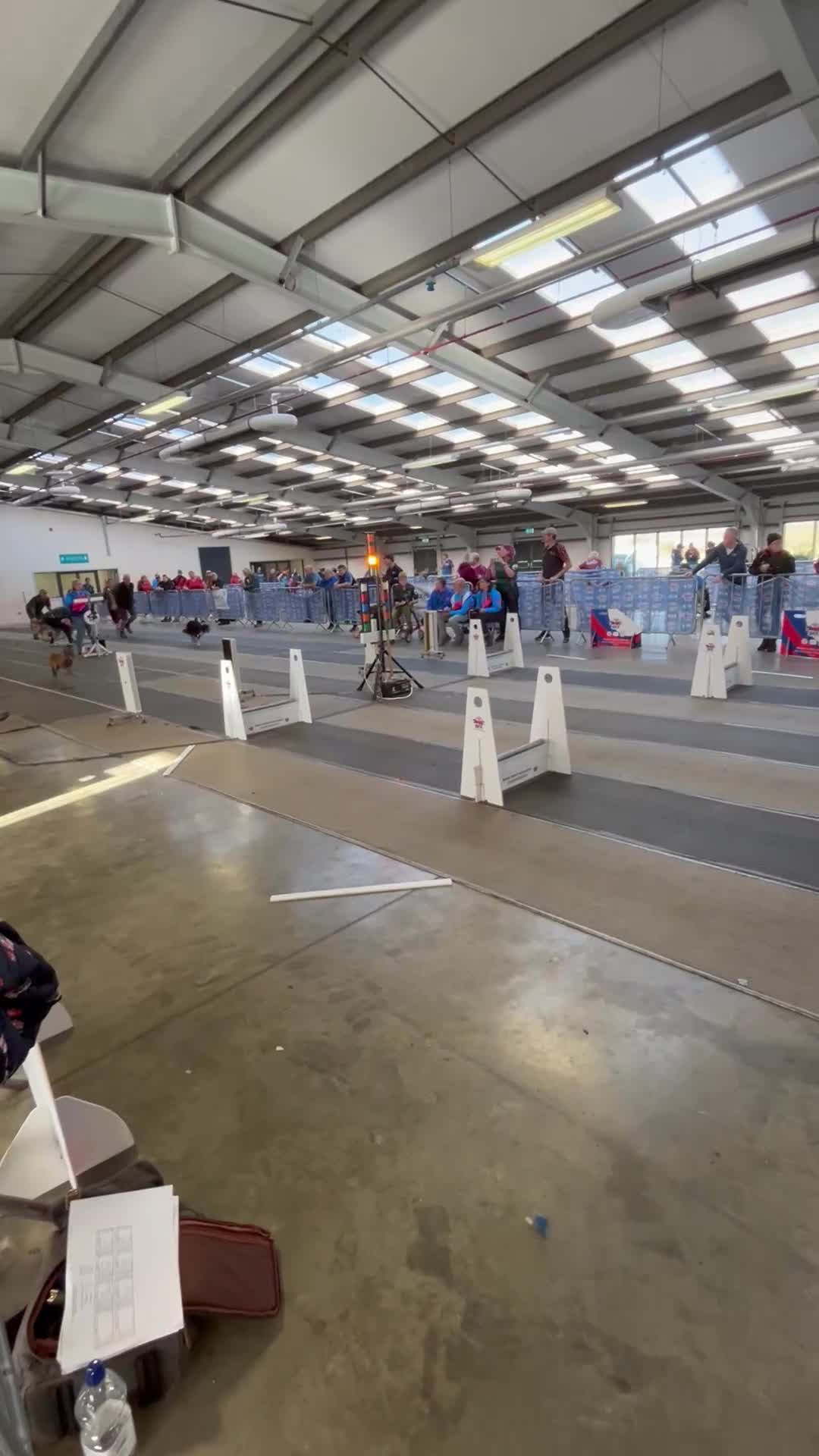 Border Collie dogs for stud: Border Collie for stud - Video 1