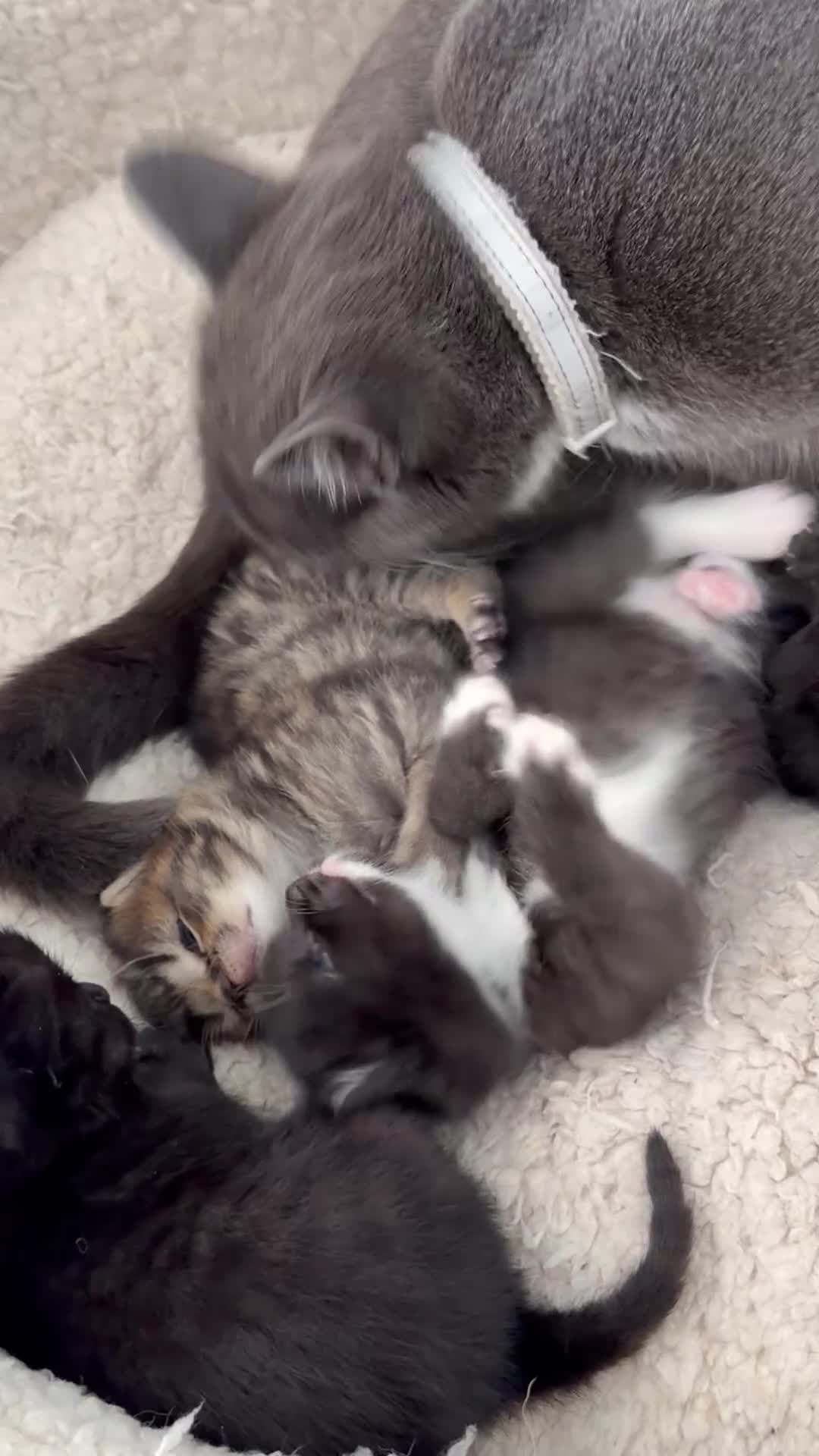 British Shorthair cats for sale: Kittens for sale ❤️ - Video 1