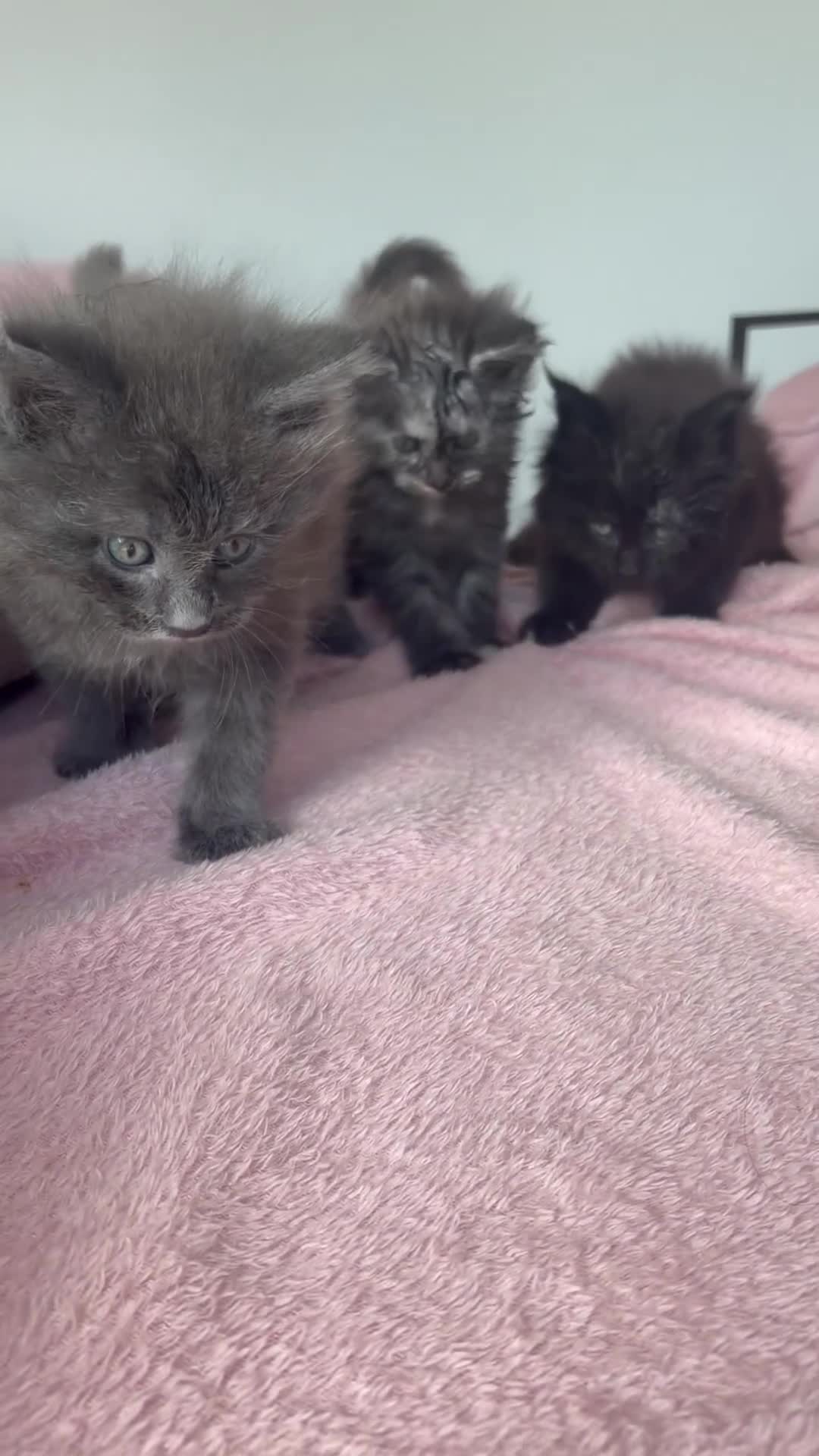 Maine Coon cats for sale: Stunning,ACTIVE,TICA Registered,MaineCoon Kittens - Video 3