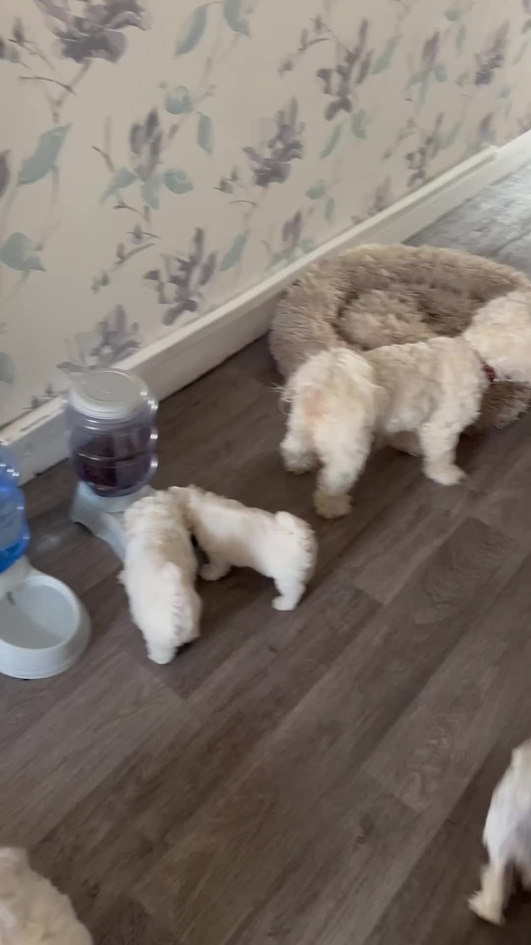 Bichon Frise dogs for sale:     🐶 6 Adorable Puppies Looking for a Home - Video 3