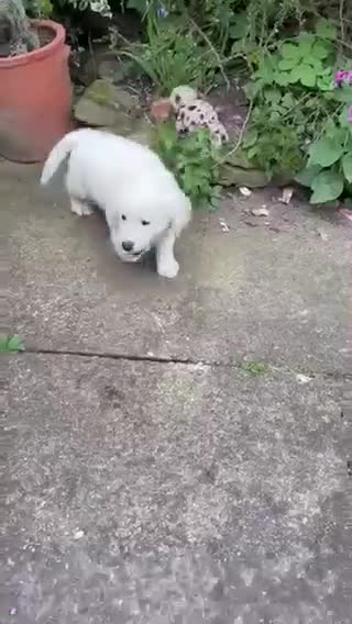 Golden Retriever dogs for sale: Super, chunky cream Goldie pups - Video 2