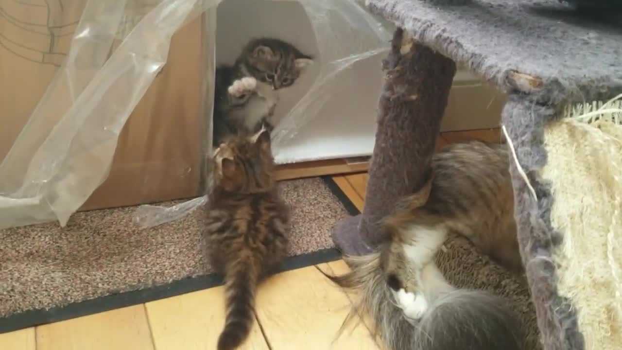 Siberian cats for sale: Pure gorgeous Siberian Kittens, Hypoallergenic - Video 2