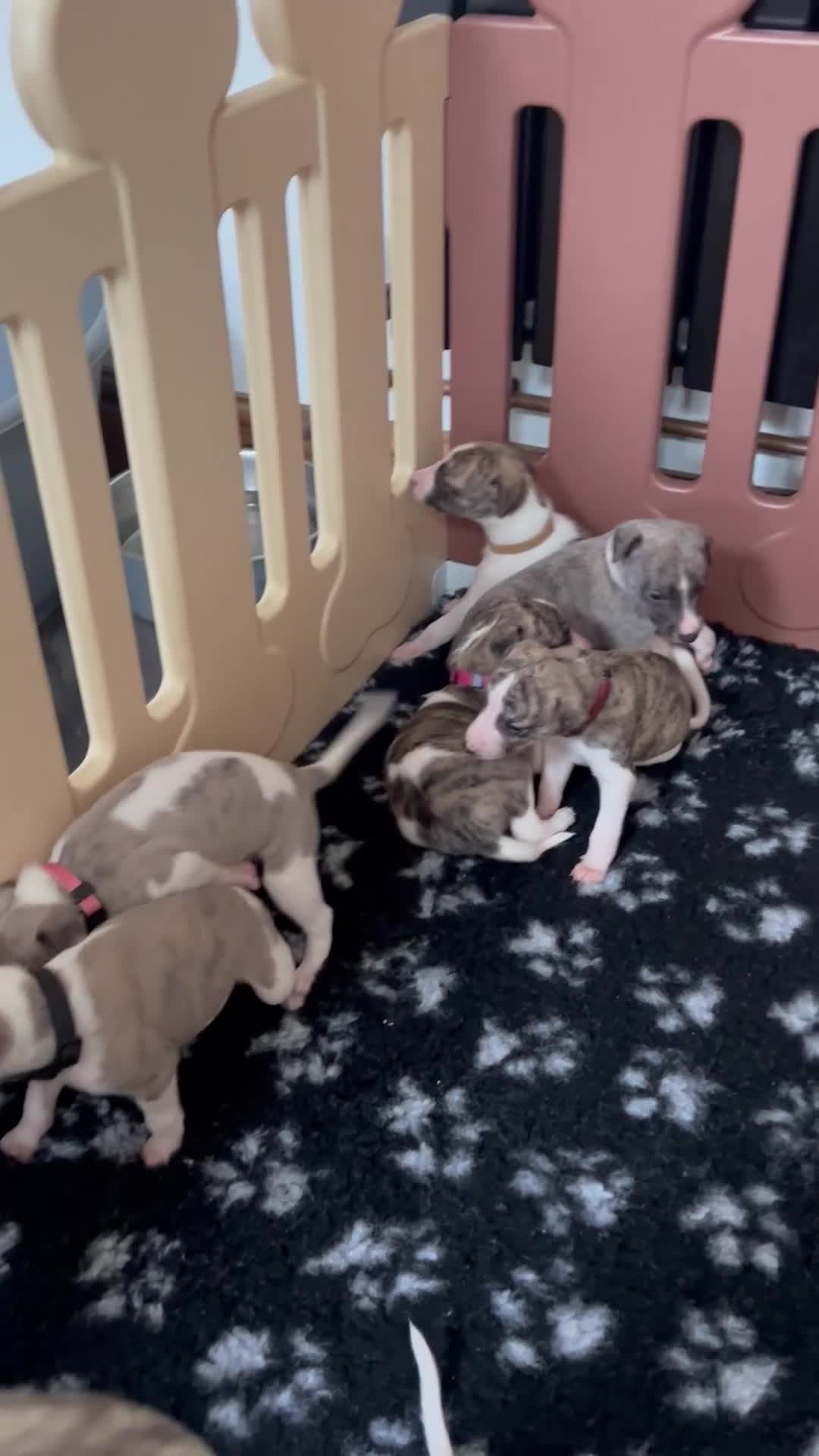 Whippet dogs for sale: A beautiful-well bred litter of small whippets  - Video 4