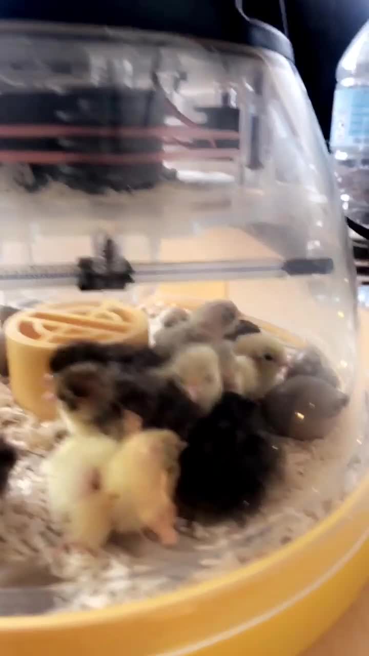Quail poultry for sale: Chinese painted quail hatching eggs in Bradford - Video 3