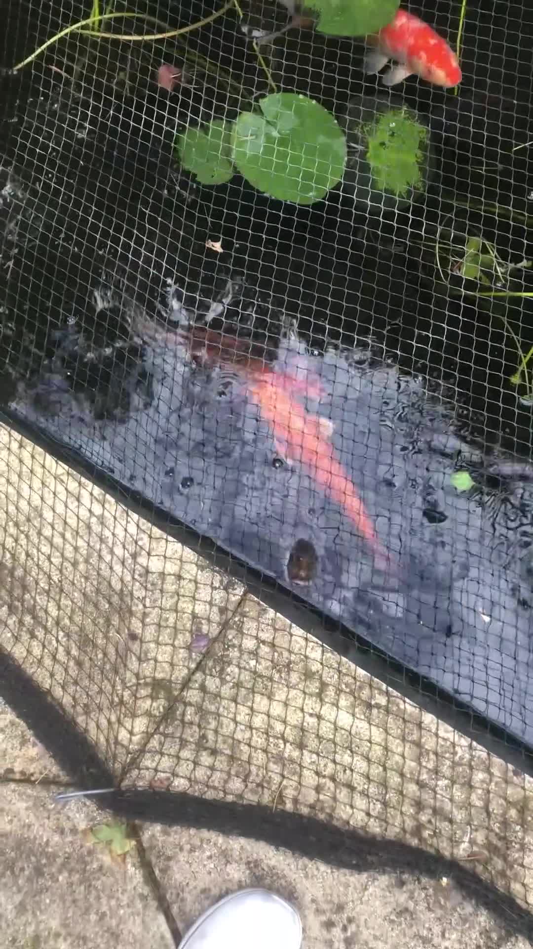 Koi Carp fish for sale: Selection of koi  - Video 1