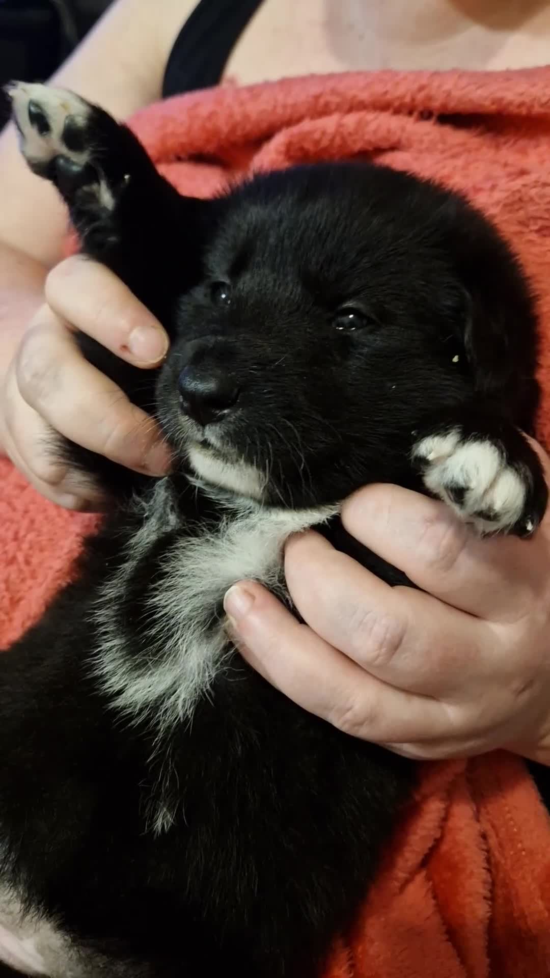 Mixed Breed dogs for sale: Stunning siberian husky cross coltriever pups  - Video 1