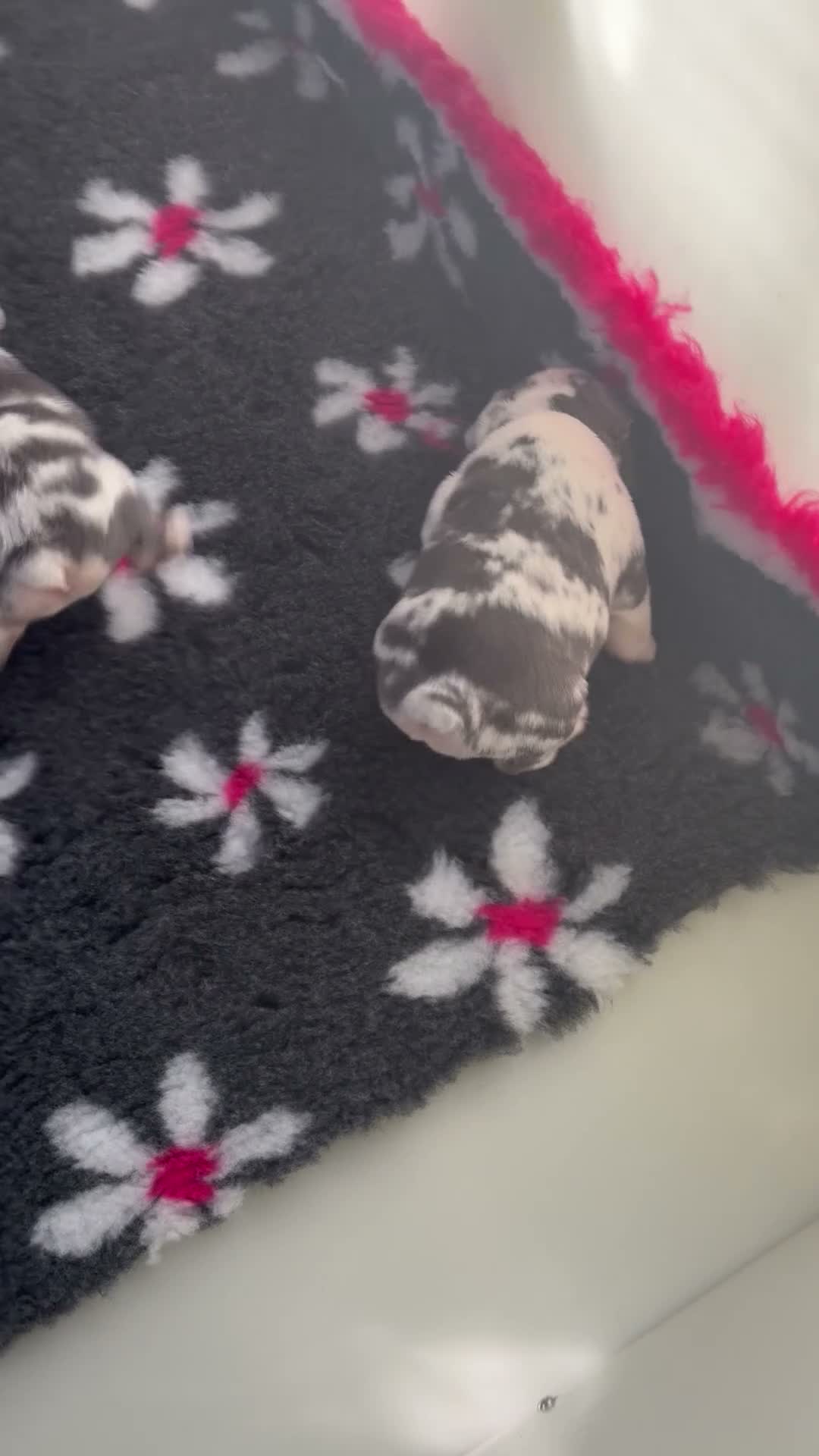 French Bulldog dogs for sale: Baby meets Gotti  - Video 3