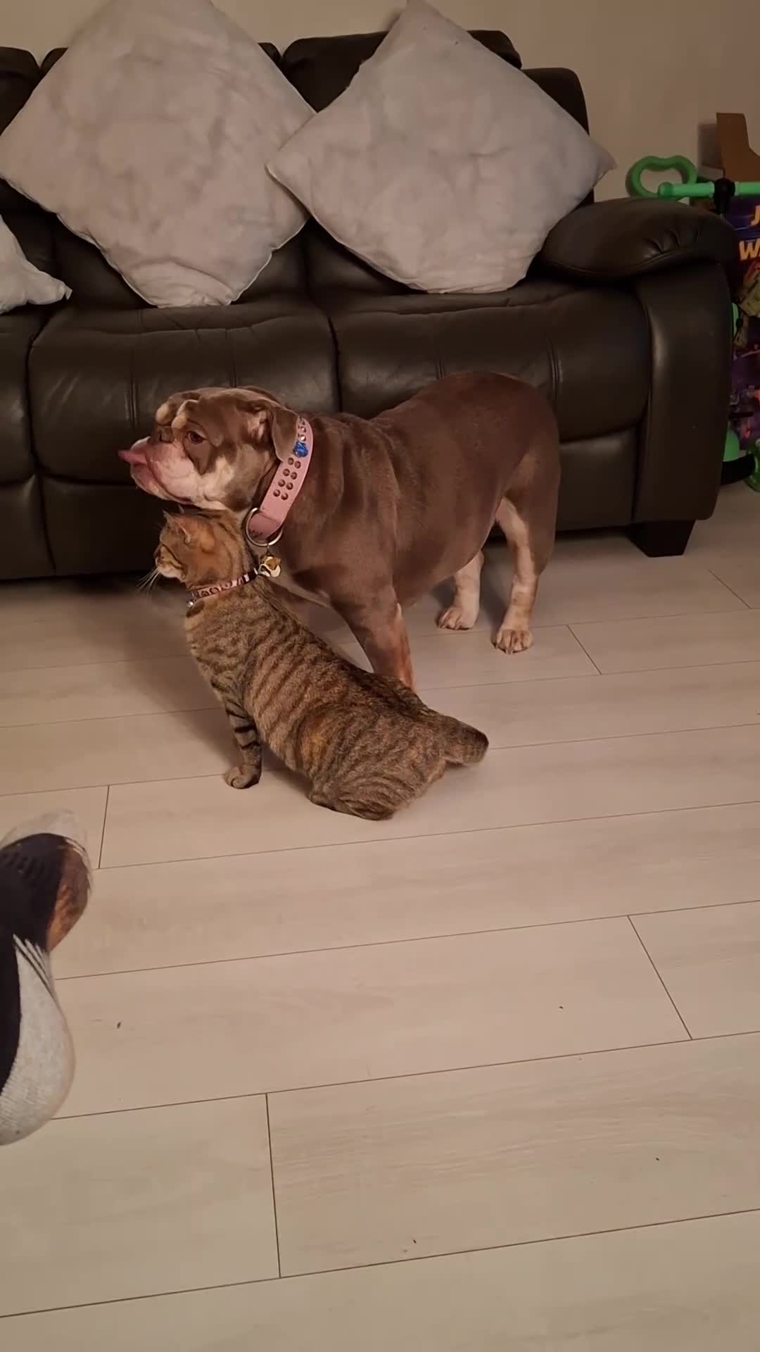 English Bulldog dogs for sale: Iona British bulldog  - Video 1
