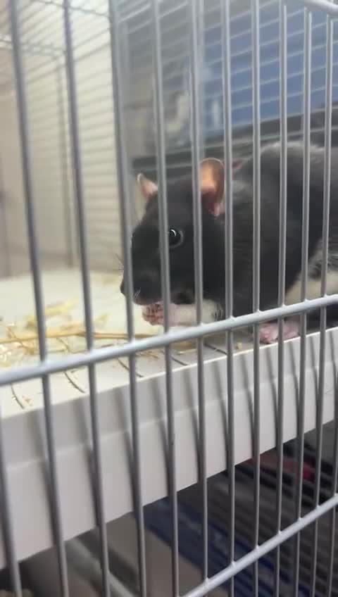 Rat rodents for sale: Pair of female rats with cage - Video 1