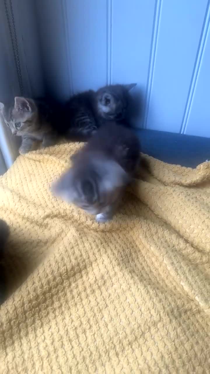 Mixed Breed cats for sale: 4 kittens for sale  - Video 1