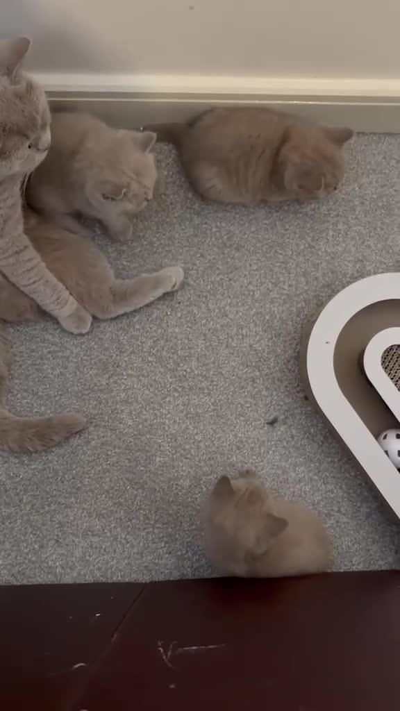 British Shorthair cats for sale: Lilac British shorthair kittens for sale - Video 1