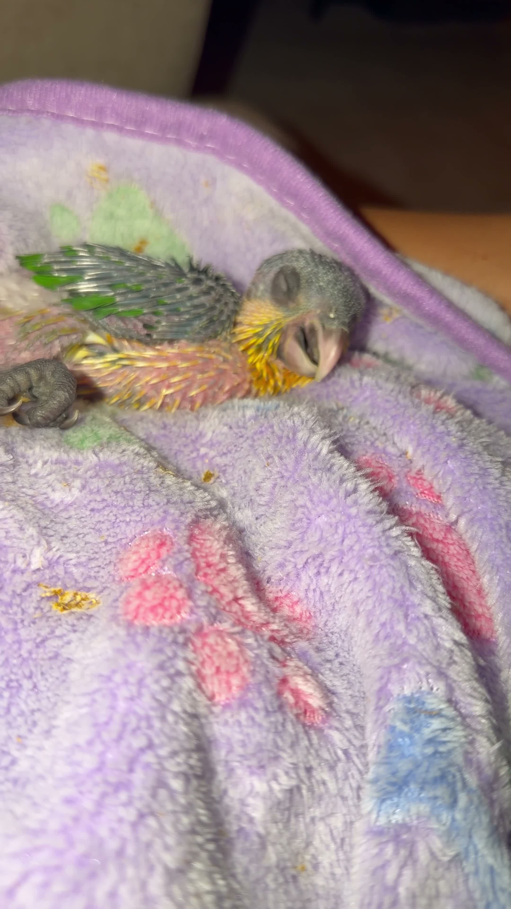 Parrots birds for sale: Silly Tame Pallid Black Headed Caique - Video 3