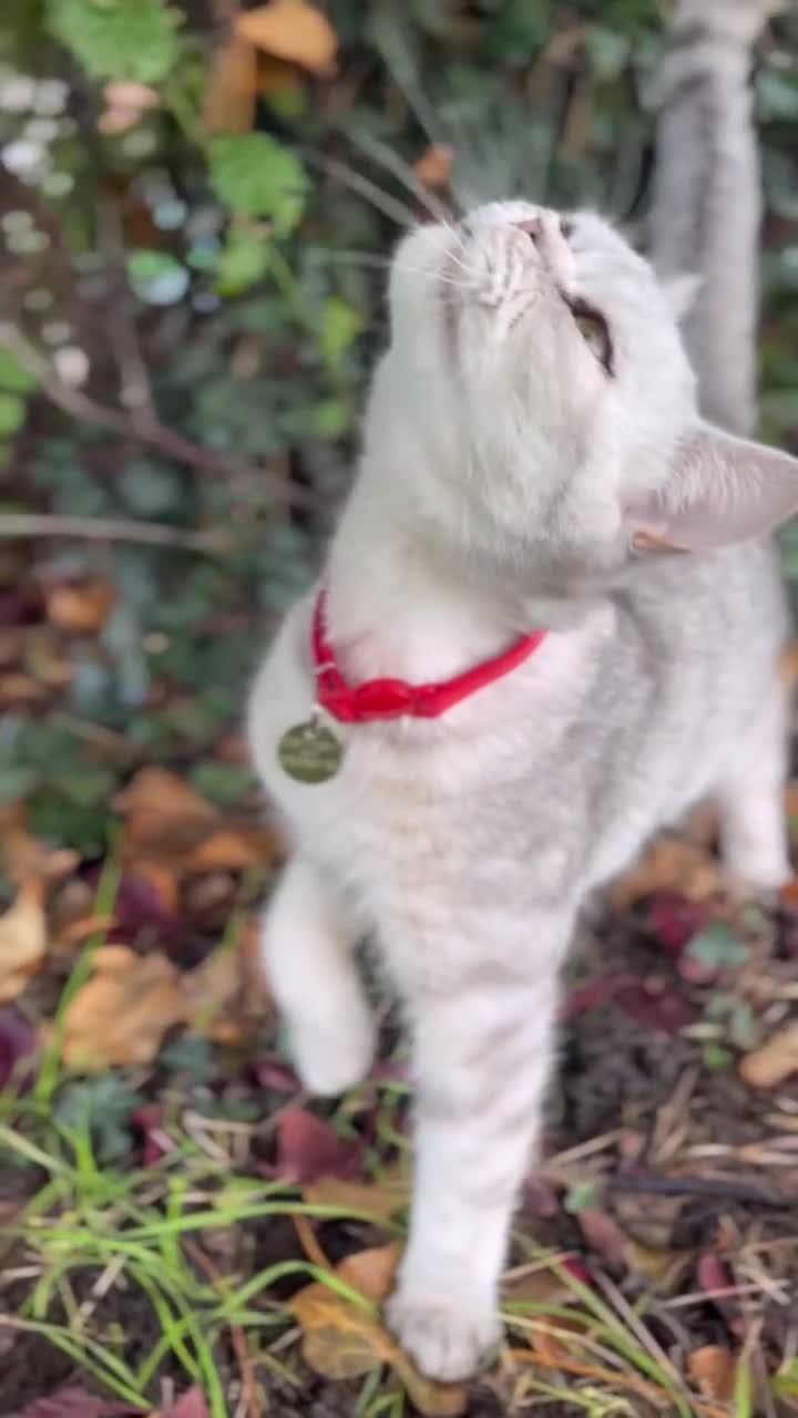 British Shorthair cats for sale: GCCF Blue Lynx British Shorthair  - Video 2