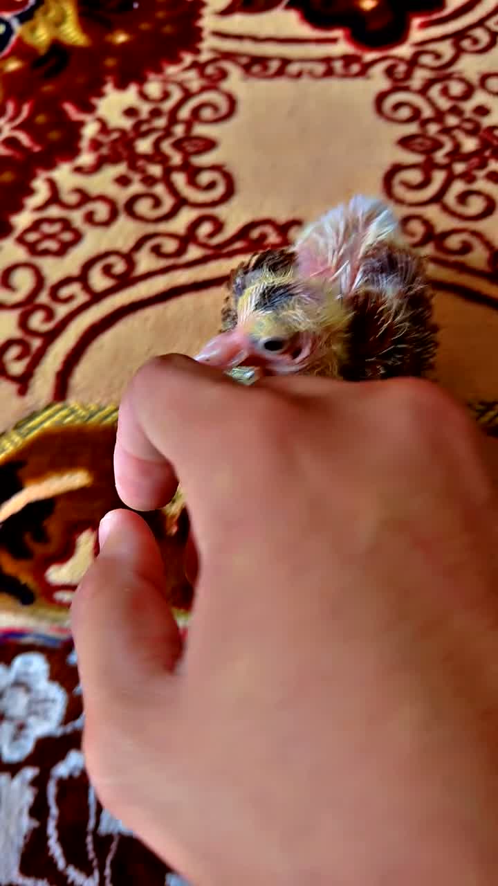 Pigeons birds for sale: Afghan pigeon's - Video 2