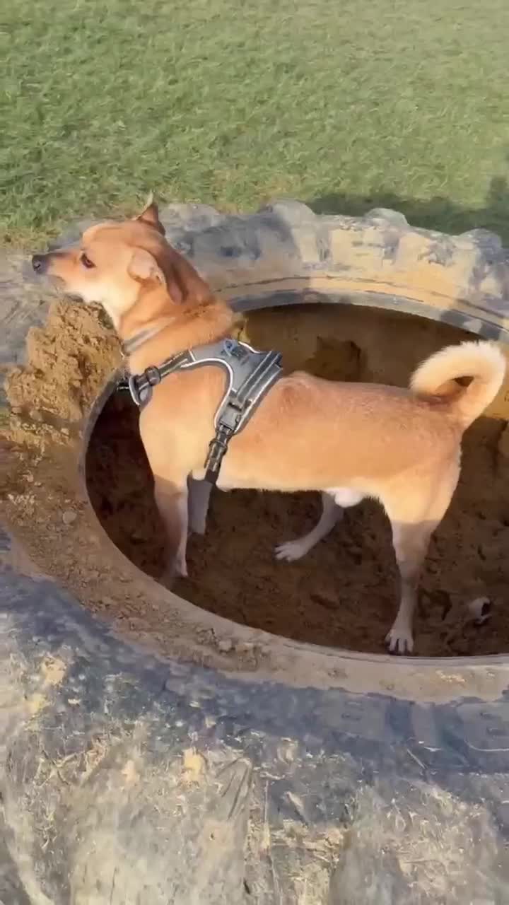 Mixed Breed dogs for adoption: Lovely Jack - Video 1