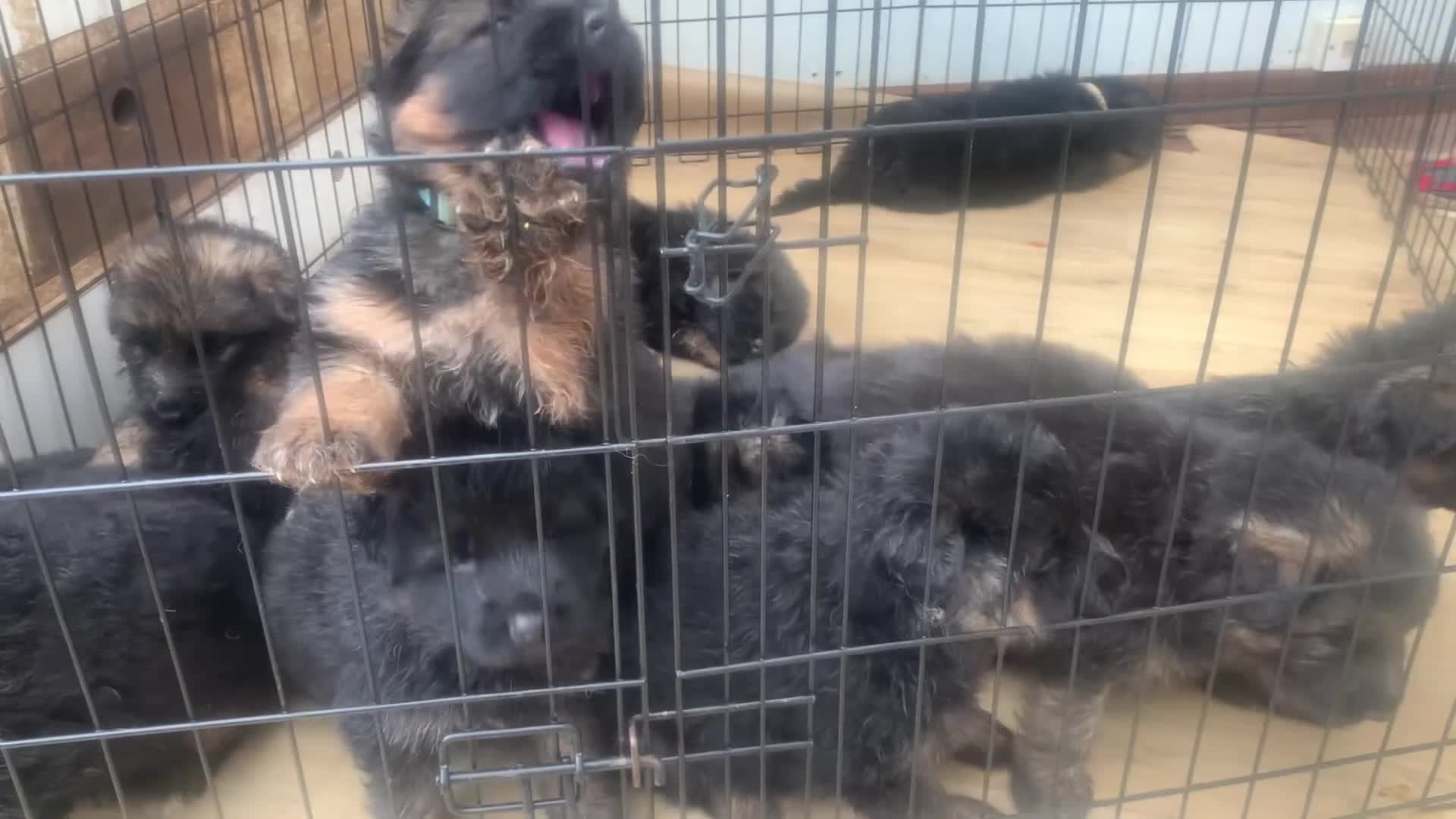 German Shepherd dogs for sale: Long Haired GSD Puppies. - Video 1